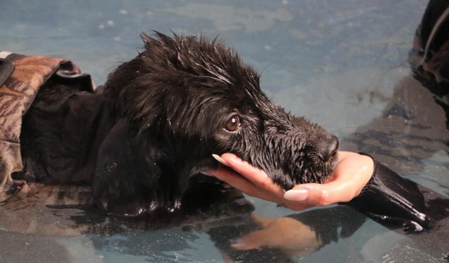 Şiddet mağduru köpek, hidroterapi tedavisiyle sağlığına kavuştu