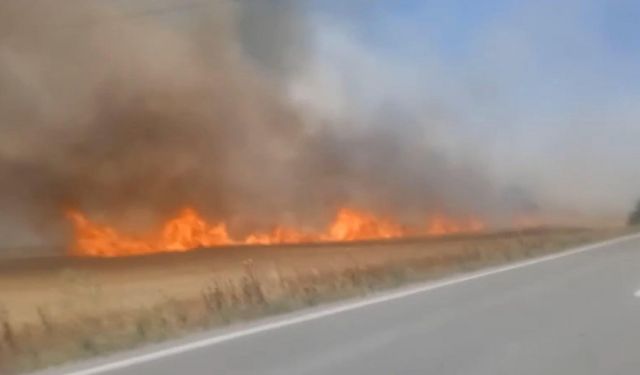 TEKİRDAĞ'da 180 dönüm ekili buğday yandı; 3 kişi dumandan etkilendi (VİDEO EKLENDİ)