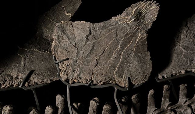 Stegosaurus türü dinozor fosili, ABD’de 44,6 milyon dolara satıldı