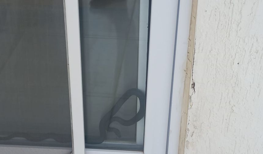 Mersin'de eve giren yılanı itfaiye çıkardı