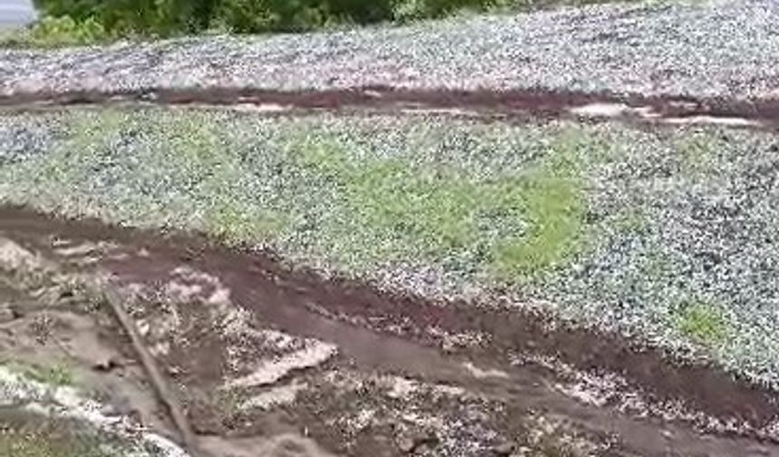 Siirt’te dolu yağışı; sebze ve fıstık bahçeleri zarar gördü