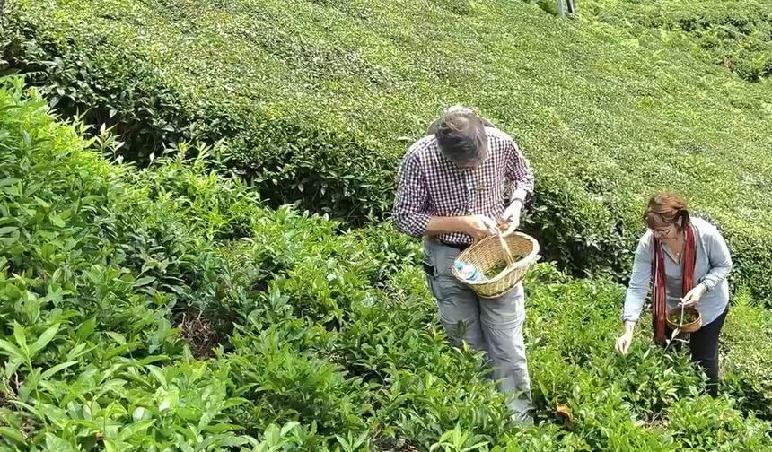 Hollanda’dan Rize’ye gelip çayın üretim aşamalarını gördüler