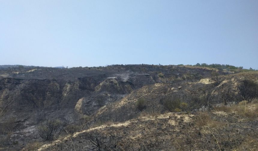 Şarköy’de yangın; 35 dönüm zeytinlik ile 600 dönüm tarım alanı zarar gördü
